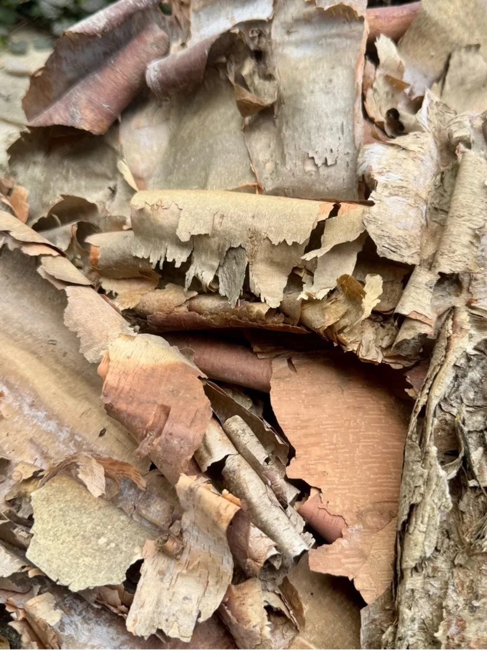 Beautifully Textured Natural River Birch Bark